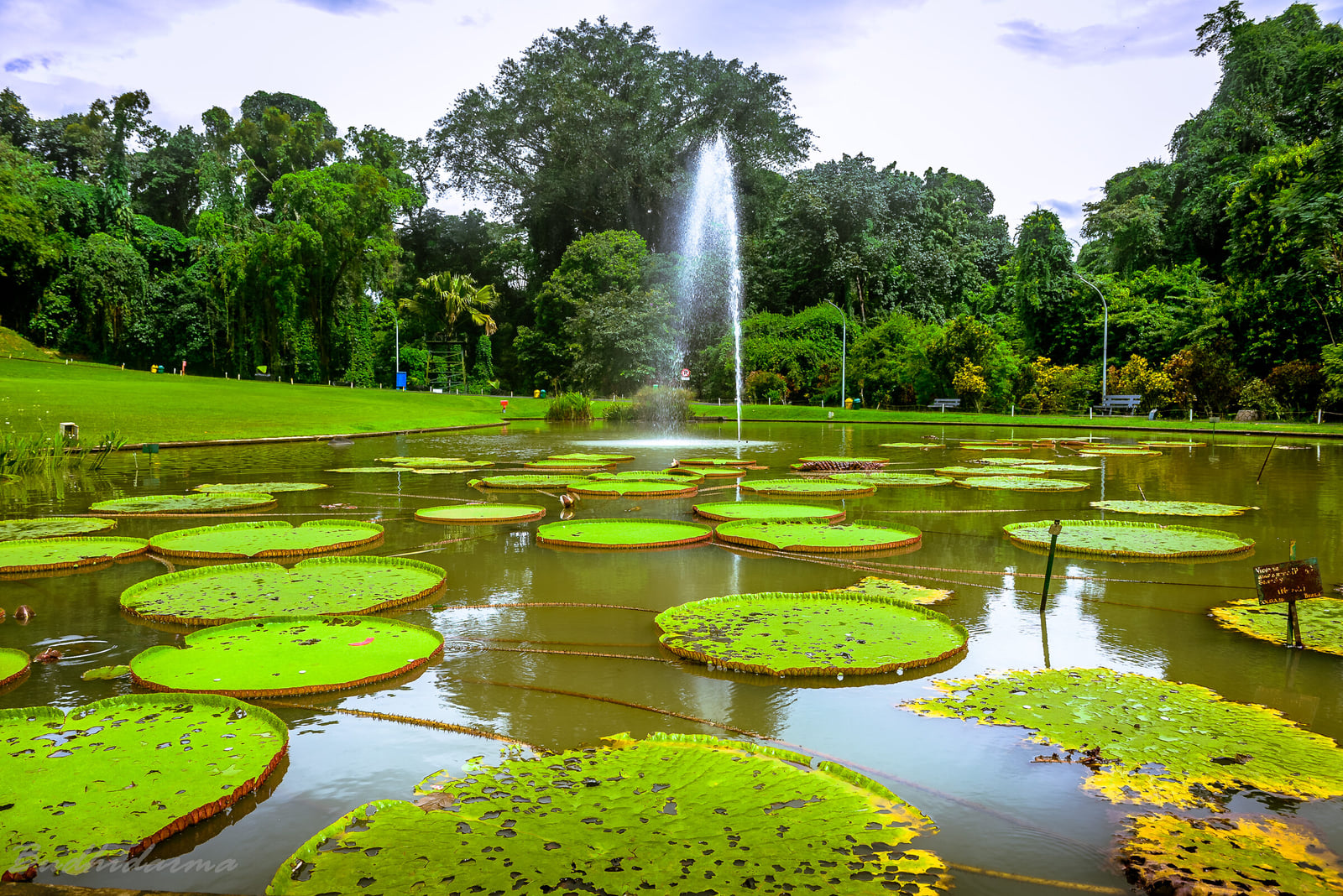 Tree-lined pathway inside Kebun Raya Bogor botanical gardens, West Java