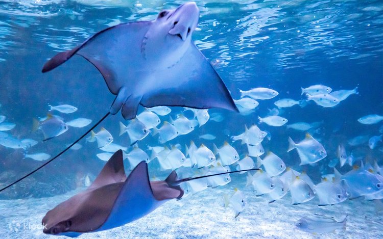 Two stingrays gliding above a shoal of silver fish at Jakarta Aquarium and Safari
